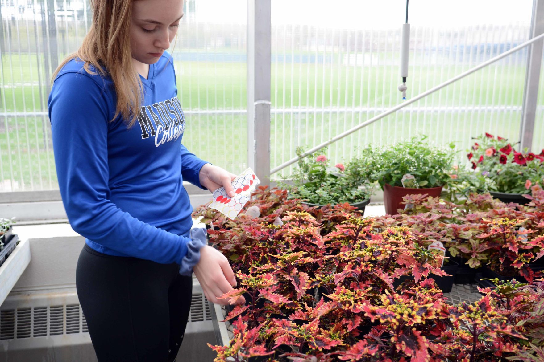 Baraboo High School students prepare for annual plant sale